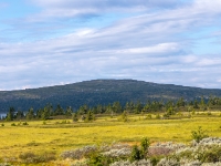 Reinsvand
